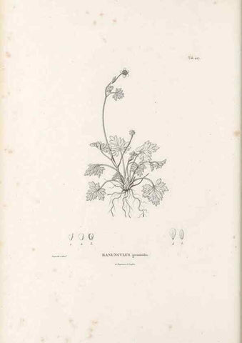 Reproducción/Reproduction 49521907167: Nova genera et species plantarum :. Antverpiae :Ex officina Christophori Plantini ...,1576.. 