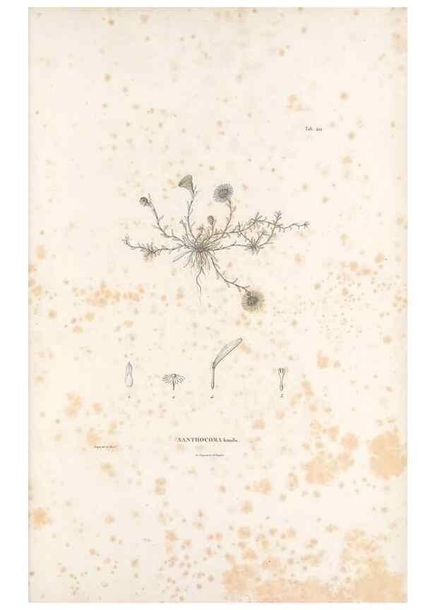 Reproducción/Reproduction 49521638176: Nova genera et species plantarum :. Antverpiae :Ex officina Christophori Plantini ...,1576.. 