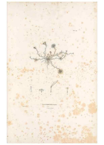 Reproducción/Reproduction 49521638176: Nova genera et species plantarum :. Antverpiae :Ex officina Christophori Plantini ...,1576.. 