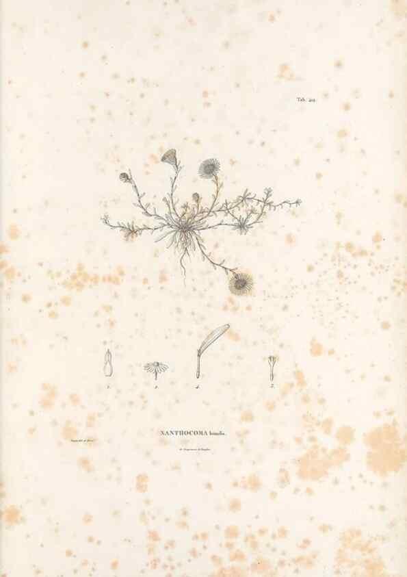 Reproducción/Reproduction 49521638176: Nova genera et species plantarum :. Antverpiae :Ex officina Christophori Plantini ...,1576.. 