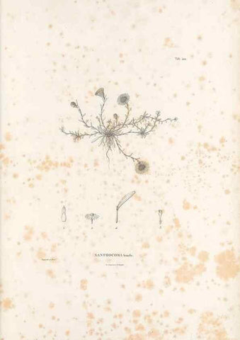 Reproducción/Reproduction 49521638176: Nova genera et species plantarum :. Antverpiae :Ex officina Christophori Plantini ...,1576.. 