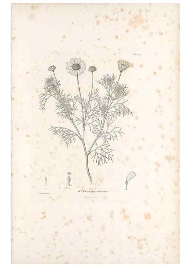 Reproducción/Reproduction 49521849032: Nova genera et species plantarum :. Antverpiae :Ex officina Christophori Plantini ...,1576.. 