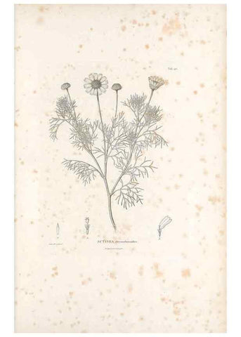 Reproducción/Reproduction 49521849032: Nova genera et species plantarum :. Antverpiae :Ex officina Christophori Plantini ...,1576.. 