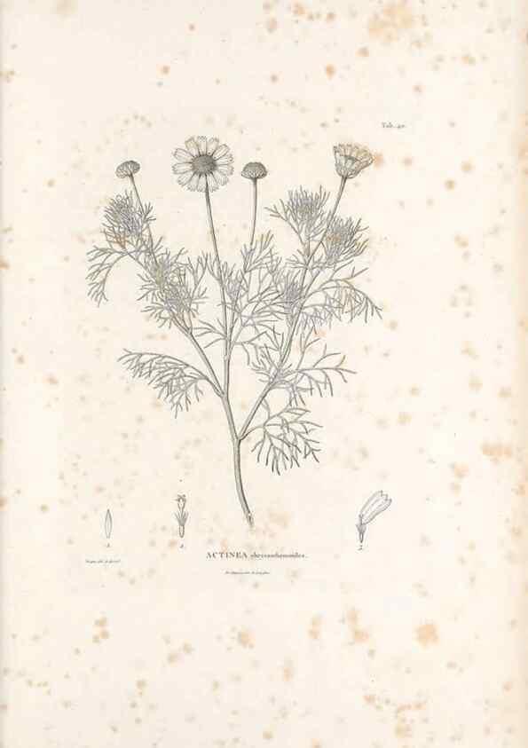 Reproducción/Reproduction 49521849032: Nova genera et species plantarum :. Antverpiae :Ex officina Christophori Plantini ...,1576.. 