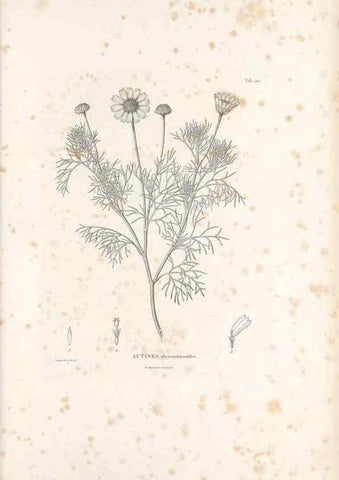 Reproducción/Reproduction 49521849032: Nova genera et species plantarum :. Antverpiae :Ex officina Christophori Plantini ...,1576.. 