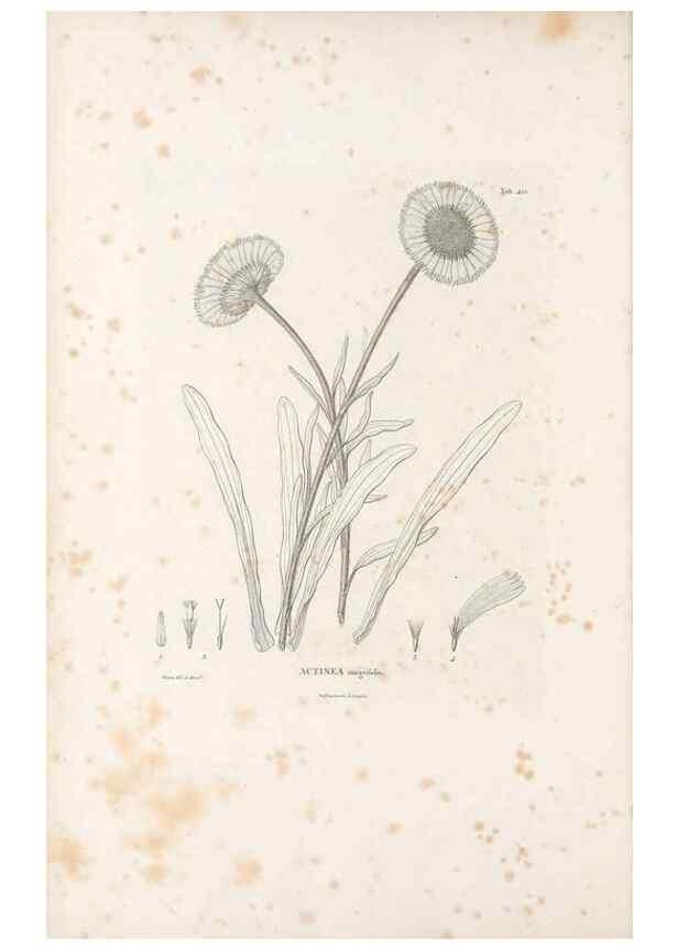 Reproducción/Reproduction 49521637451: Nova genera et species plantarum :. Antverpiae :Ex officina Christophori Plantini ...,1576.. 