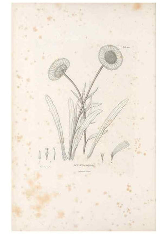 Reproducción/Reproduction 49521637451: Nova genera et species plantarum :. Antverpiae :Ex officina Christophori Plantini ...,1576.. 