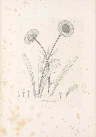 Reproducción/Reproduction 49521637451: Nova genera et species plantarum :. Antverpiae :Ex officina Christophori Plantini ...,1576.. 