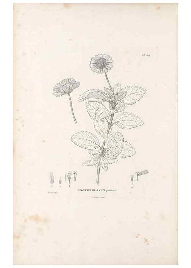 Reproducción/Reproduction 49521112813: Nova genera et species plantarum :. Antverpiae :Ex officina Christophori Plantini ...,1576.. 