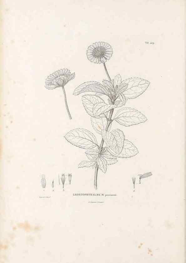 Reproducción/Reproduction 49521112813: Nova genera et species plantarum :. Antverpiae :Ex officina Christophori Plantini ...,1576.. 