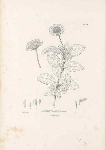Reproducción/Reproduction 49521112813: Nova genera et species plantarum :. Antverpiae :Ex officina Christophori Plantini ...,1576.. 