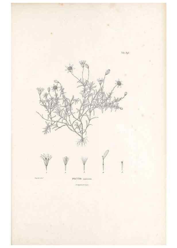 Reproducción/Reproduction 49521843427: Nova genera et species plantarum :. Antverpiae :Ex officina Christophori Plantini ...,1576.. 