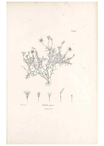 Reproducción/Reproduction 49521843427: Nova genera et species plantarum :. Antverpiae :Ex officina Christophori Plantini ...,1576.. 