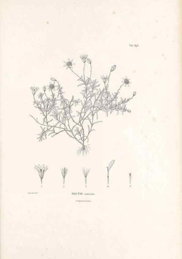 Reproducción/Reproduction 49521843427: Nova genera et species plantarum :. Antverpiae :Ex officina Christophori Plantini ...,1576.. 