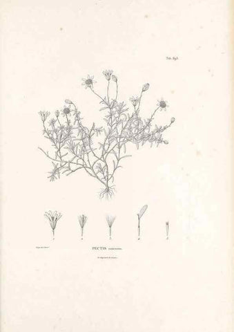 Reproducción/Reproduction 49521843427: Nova genera et species plantarum :. Antverpiae :Ex officina Christophori Plantini ...,1576.. 