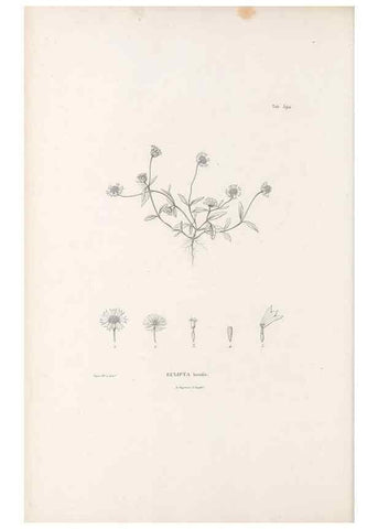 Reproducción/Reproduction 49521843687: Nova genera et species plantarum :. Antverpiae :Ex officina Christophori Plantini ...,1576.. 