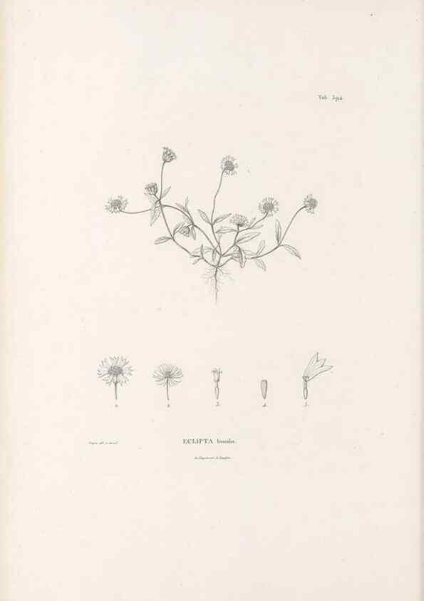 Reproducción/Reproduction 49521843687: Nova genera et species plantarum :. Antverpiae :Ex officina Christophori Plantini ...,1576.. 
