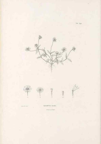 Reproducción/Reproduction 49521843687: Nova genera et species plantarum :. Antverpiae :Ex officina Christophori Plantini ...,1576.. 