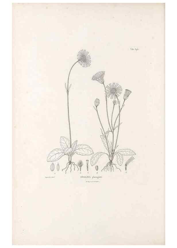 Reproducción/Reproduction 49521108538: Nova genera et species plantarum :. Antverpiae :Ex officina Christophori Plantini ...,1576.. 