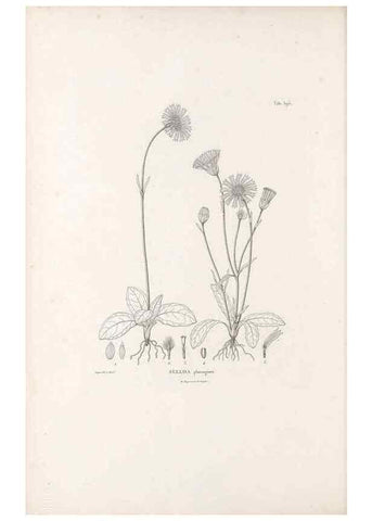 Reproducción/Reproduction 49521108538: Nova genera et species plantarum :. Antverpiae :Ex officina Christophori Plantini ...,1576.. 
