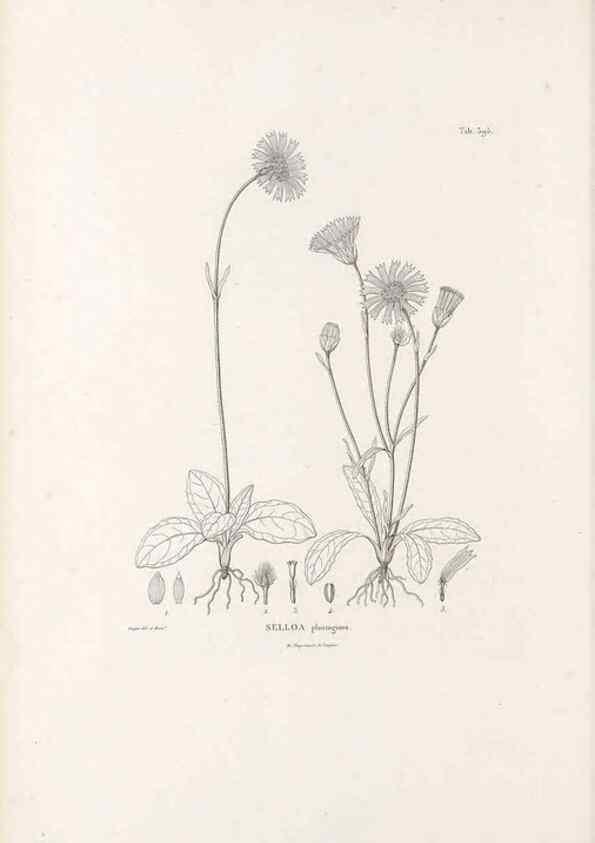 Reproducción/Reproduction 49521108538: Nova genera et species plantarum :. Antverpiae :Ex officina Christophori Plantini ...,1576.. 