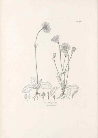Reproducción/Reproduction 49521108538: Nova genera et species plantarum :. Antverpiae :Ex officina Christophori Plantini ...,1576.. 
