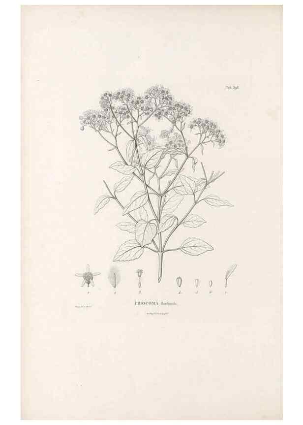 Reproducción/Reproduction 49521108853: Nova genera et species plantarum :. Antverpiae :Ex officina Christophori Plantini ...,1576.. 