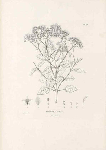 Reproducción/Reproduction 49521108853: Nova genera et species plantarum :. Antverpiae :Ex officina Christophori Plantini ...,1576.. 