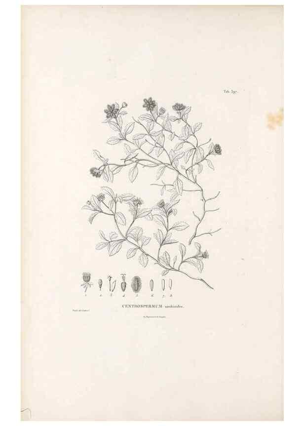 Reproducción/Reproduction 49521844567: Nova genera et species plantarum :. Antverpiae :Ex officina Christophori Plantini ...,1576.. 