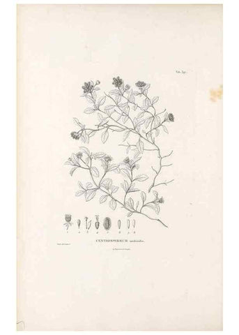 Reproducción/Reproduction 49521844567: Nova genera et species plantarum :. Antverpiae :Ex officina Christophori Plantini ...,1576.. 