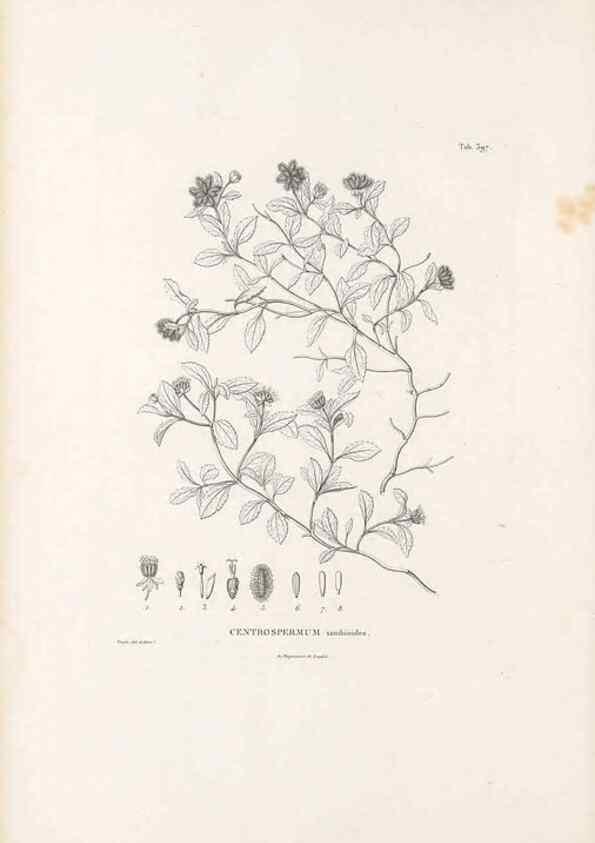 Reproducción/Reproduction 49521844567: Nova genera et species plantarum :. Antverpiae :Ex officina Christophori Plantini ...,1576.. 