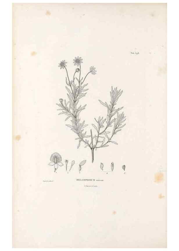 Reproducción/Reproduction 49521844937: Nova genera et species plantarum :. Antverpiae :Ex officina Christophori Plantini ...,1576.. 