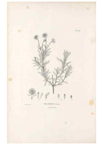 Reproducción/Reproduction 49521844937: Nova genera et species plantarum :. Antverpiae :Ex officina Christophori Plantini ...,1576.. 