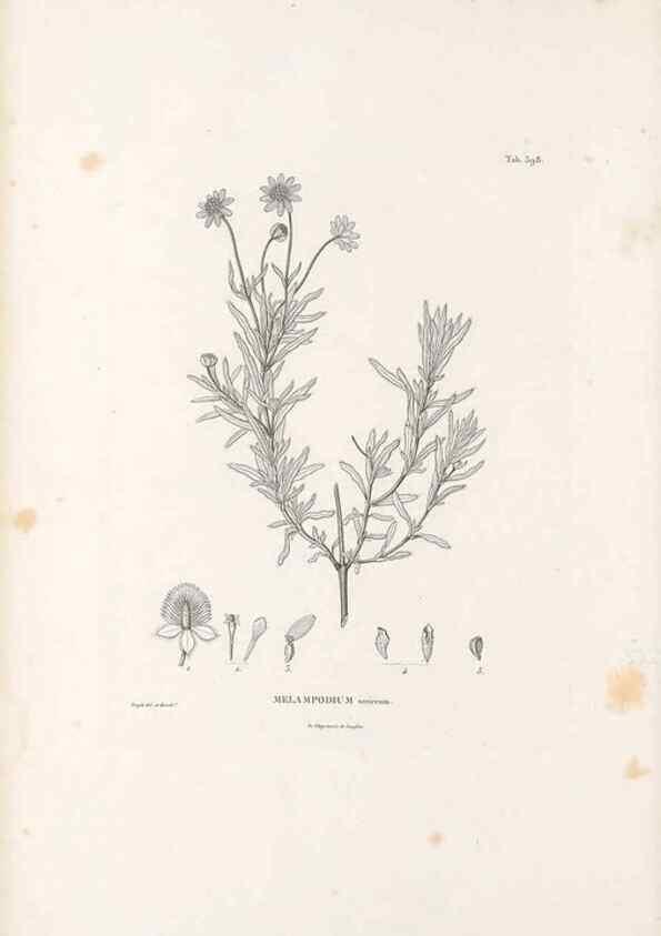 Reproducción/Reproduction 49521844937: Nova genera et species plantarum :. Antverpiae :Ex officina Christophori Plantini ...,1576.. 
