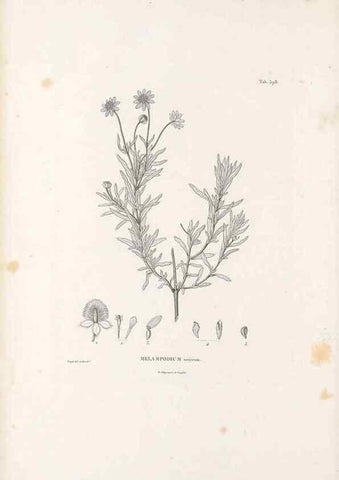 Reproducción/Reproduction 49521844937: Nova genera et species plantarum :. Antverpiae :Ex officina Christophori Plantini ...,1576.. 