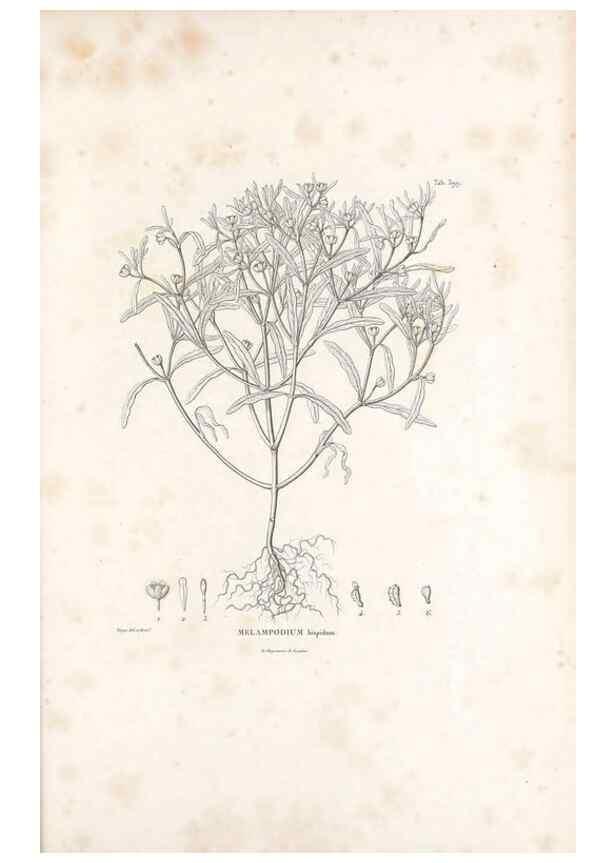 Reproducción/Reproduction 49521633746: Nova genera et species plantarum :. Antverpiae :Ex officina Christophori Plantini ...,1576.. 