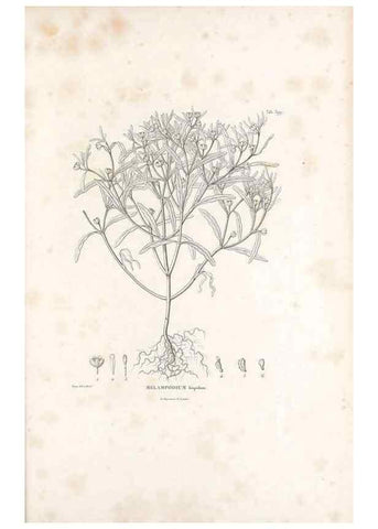 Reproducción/Reproduction 49521633746: Nova genera et species plantarum :. Antverpiae :Ex officina Christophori Plantini ...,1576.. 