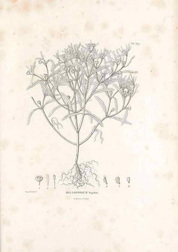 Reproducción/Reproduction 49521633746: Nova genera et species plantarum :. Antverpiae :Ex officina Christophori Plantini ...,1576.. 