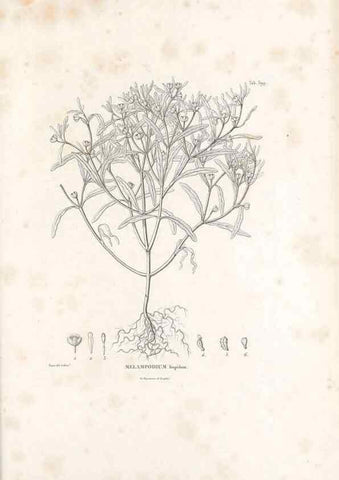Reproducción/Reproduction 49521633746: Nova genera et species plantarum :. Antverpiae :Ex officina Christophori Plantini ...,1576.. 