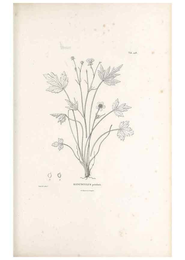 Reproducción/Reproduction 49521695331: Nova genera et species plantarum :. Antverpiae :Ex officina Christophori Plantini ...,1576.. 