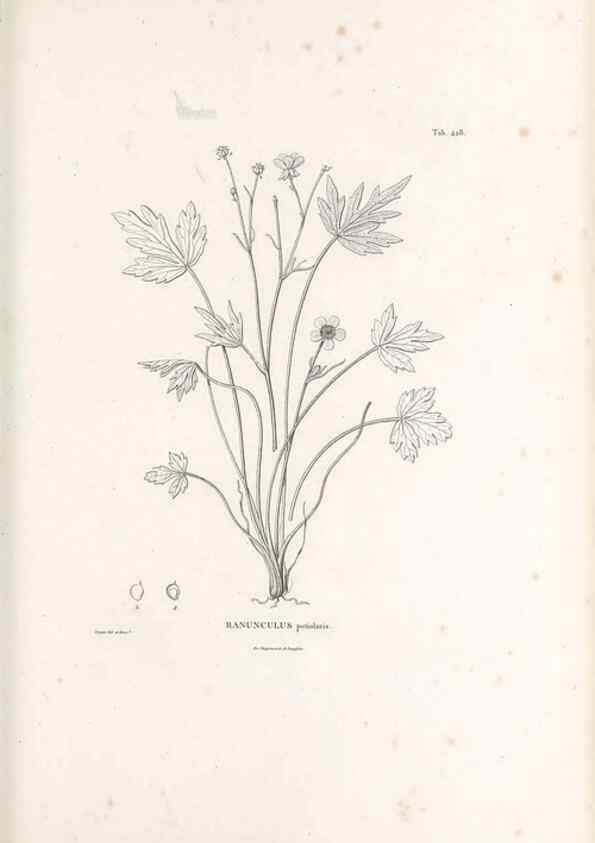 Reproducción/Reproduction 49521695331: Nova genera et species plantarum :. Antverpiae :Ex officina Christophori Plantini ...,1576.. 