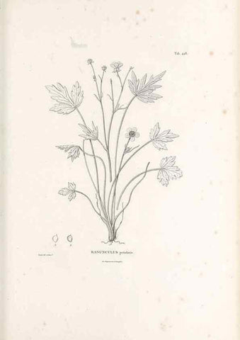 Reproducción/Reproduction 49521695331: Nova genera et species plantarum :. Antverpiae :Ex officina Christophori Plantini ...,1576.. 