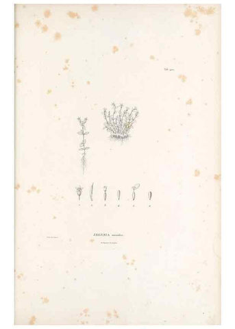 Reproducción/Reproduction 49521845587: Nova genera et species plantarum :. Antverpiae :Ex officina Christophori Plantini ...,1576.. 