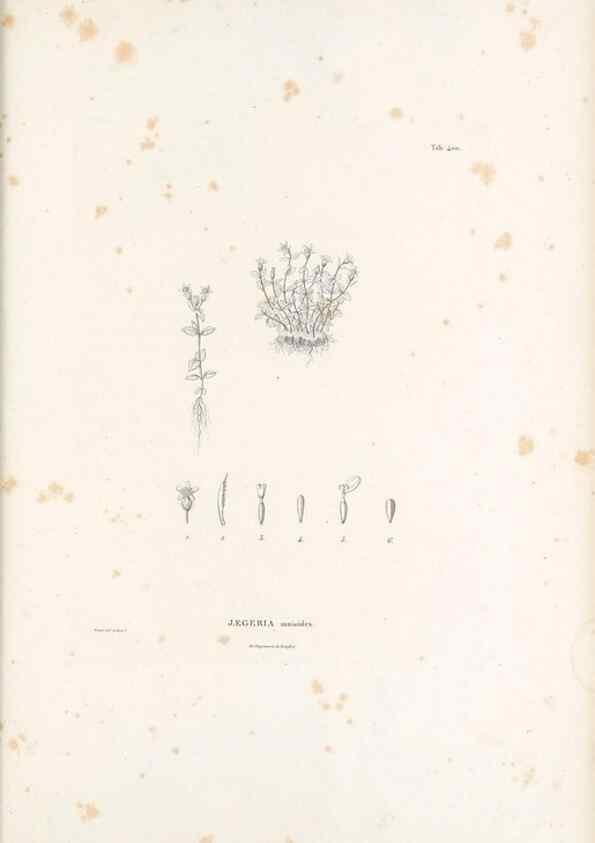 Reproducción/Reproduction 49521845587: Nova genera et species plantarum :. Antverpiae :Ex officina Christophori Plantini ...,1576.. 