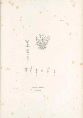 Reproducción/Reproduction 49521845587: Nova genera et species plantarum :. Antverpiae :Ex officina Christophori Plantini ...,1576.. 