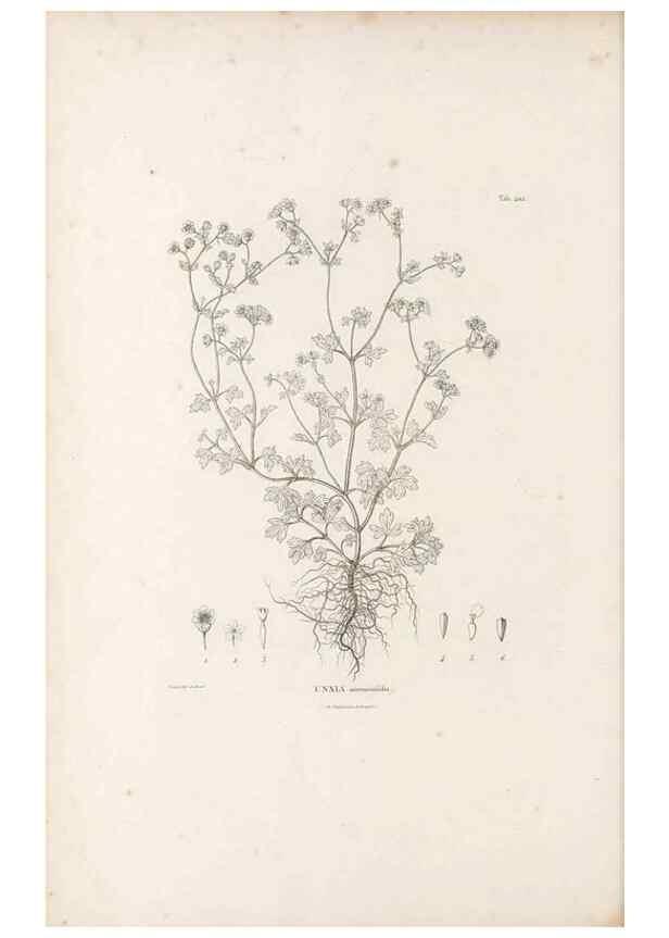 Reproducción/Reproduction 49521846197: Nova genera et species plantarum :. Antverpiae :Ex officina Christophori Plantini ...,1576.. 