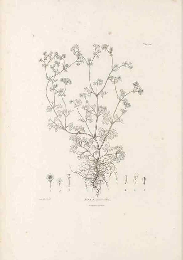 Reproducción/Reproduction 49521846197: Nova genera et species plantarum :. Antverpiae :Ex officina Christophori Plantini ...,1576.. 