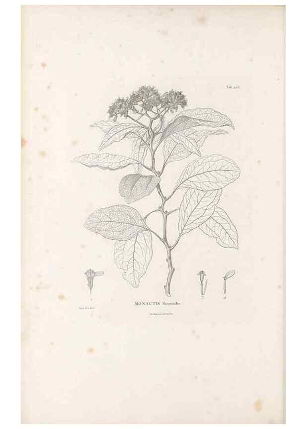 Reproducción/Reproduction 49521846522: Nova genera et species plantarum :. Antverpiae :Ex officina Christophori Plantini ...,1576.. 