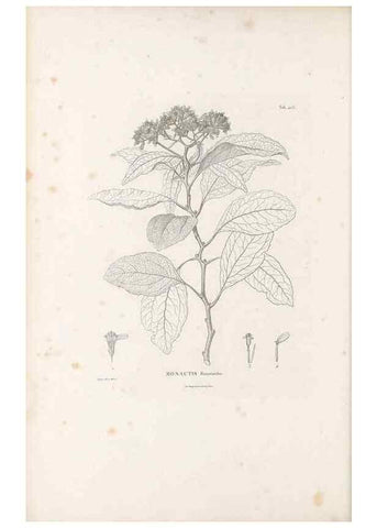Reproducción/Reproduction 49521846522: Nova genera et species plantarum :. Antverpiae :Ex officina Christophori Plantini ...,1576.. 