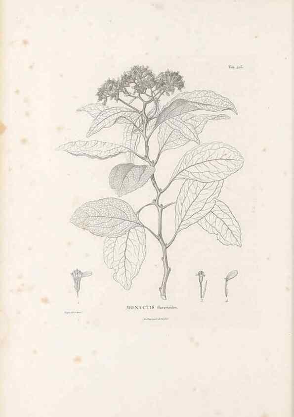 Reproducción/Reproduction 49521846522: Nova genera et species plantarum :. Antverpiae :Ex officina Christophori Plantini ...,1576.. 